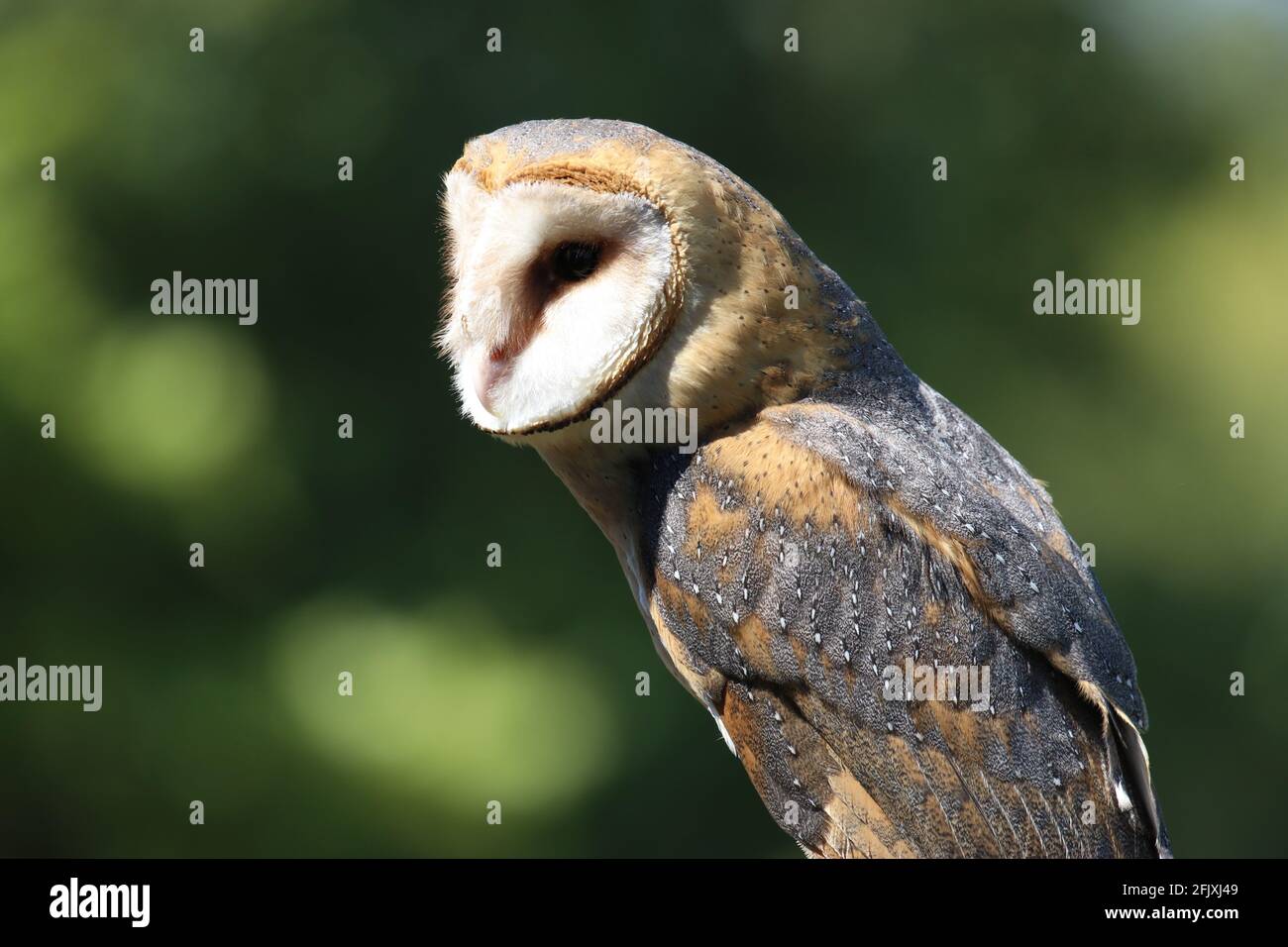 Barn owl portrait Stock Photo