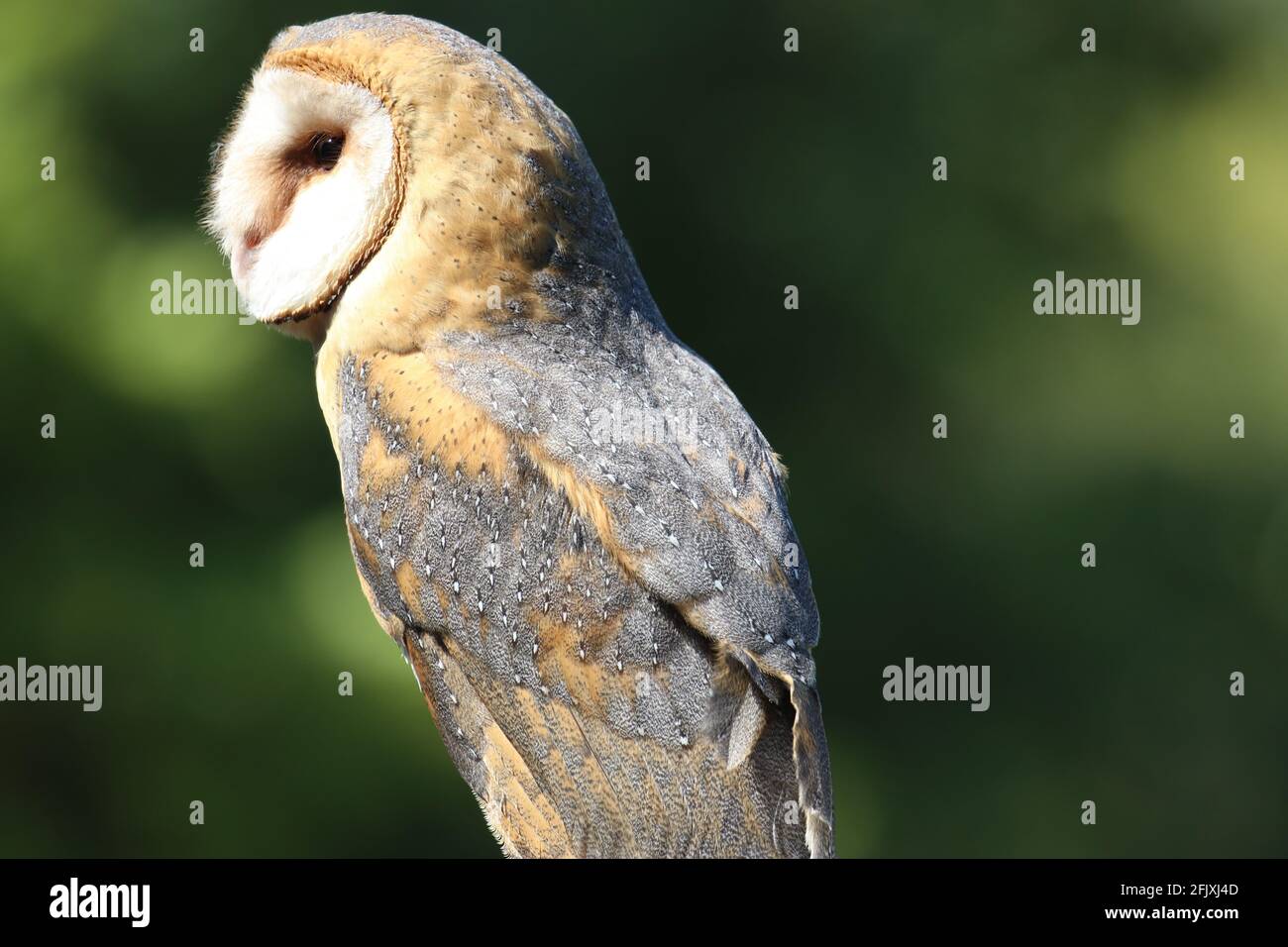Beautiful barn owl outside in daytime on green background Stock Photo