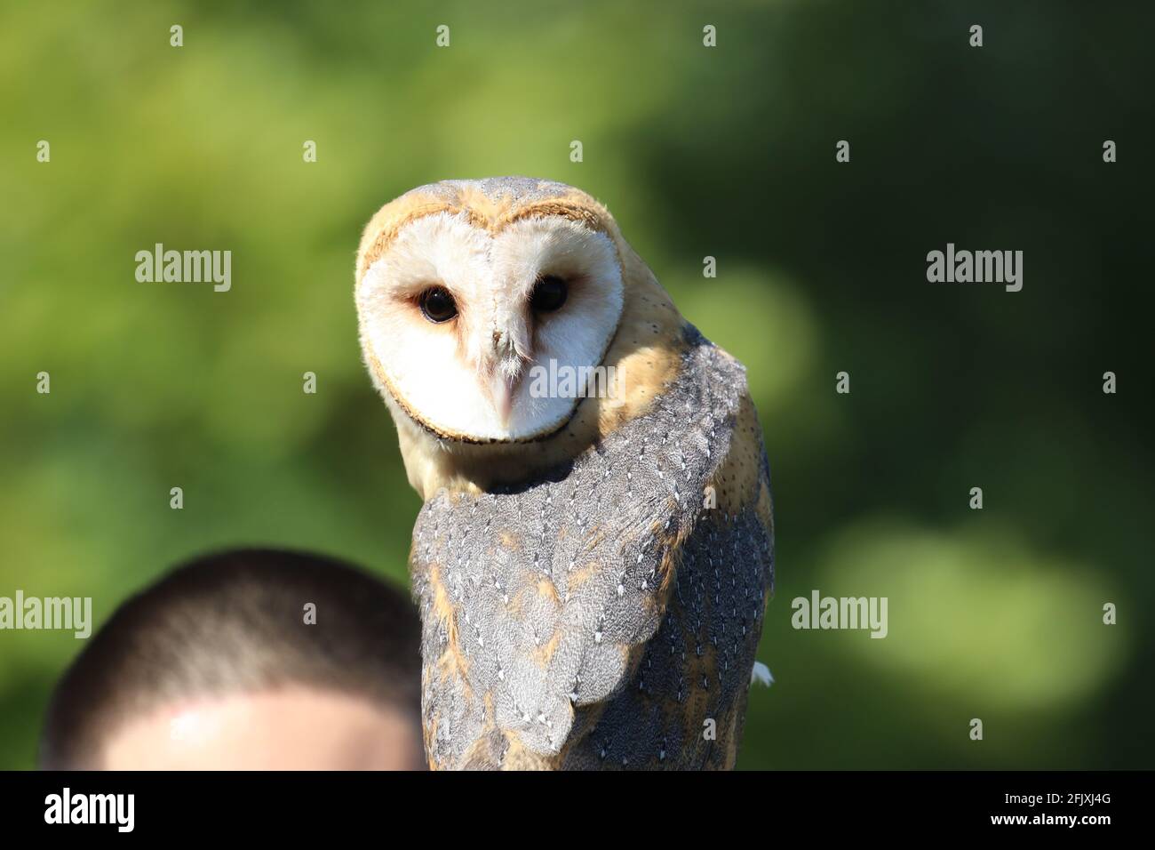 Barn Owl close-up with top of falconer's head outside Stock Photo