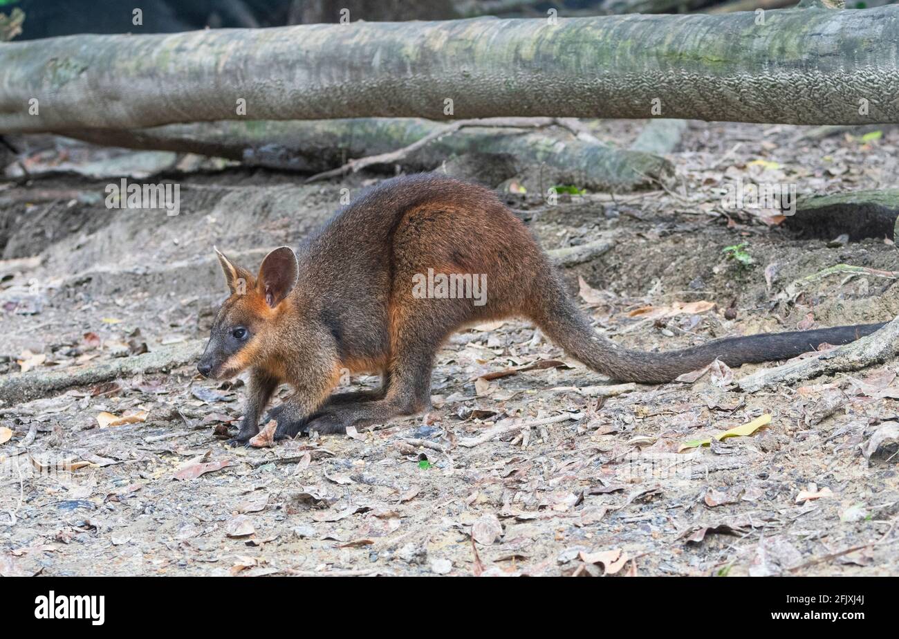 A Swamp Wallaby (Wallabia bicolor) is a small macropod marsupial of eastern Australia Stock Photo