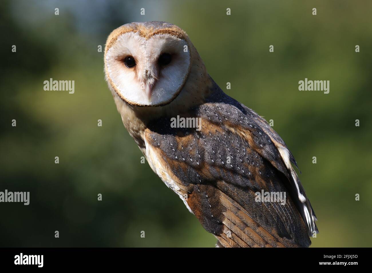 Barn owl raptor looking at camera against dark green background Stock Photo