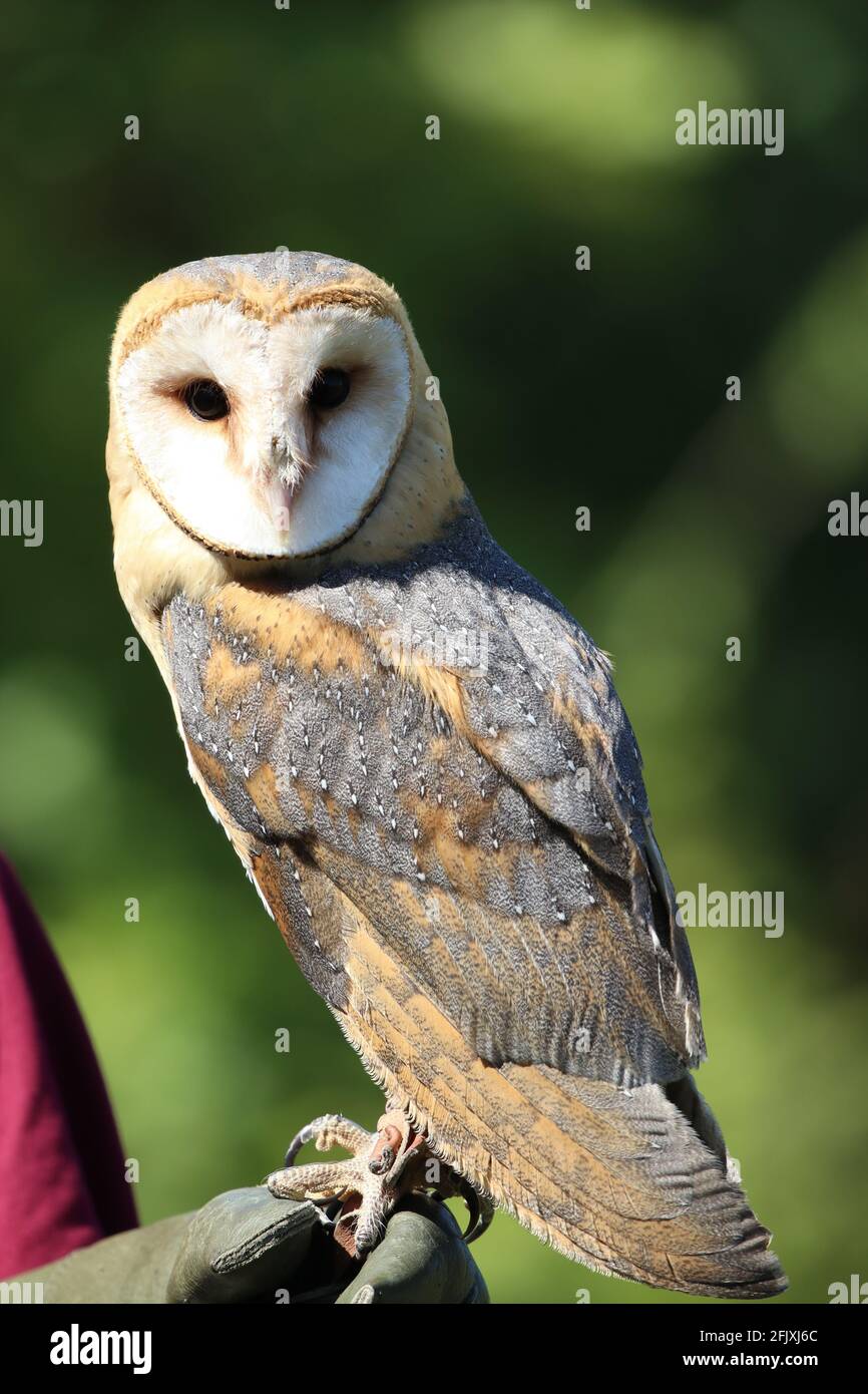 Falconer holding up barn owl that is looking at camera Stock Photo