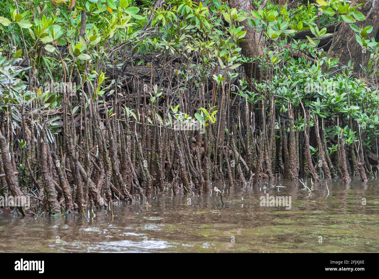 Exposed roots of a mangrove forest, Daintree National Park, Far North Queensland, FNQ, QLD, Australia Stock Photo