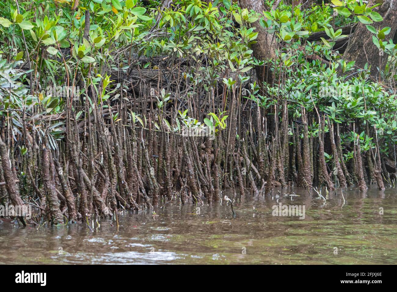 Exposed roots of a mangrove forest, Daintree National Park, Far North ...