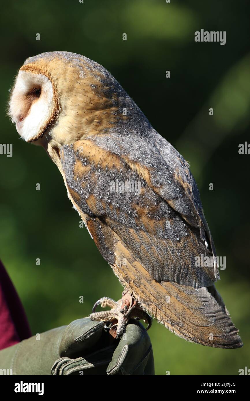 Perched barn owl outdoors background Stock Photo