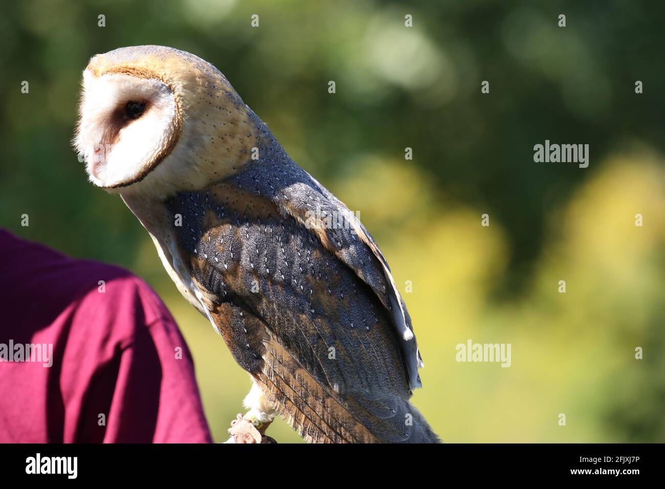 Barn owl looking to the left Stock Photo