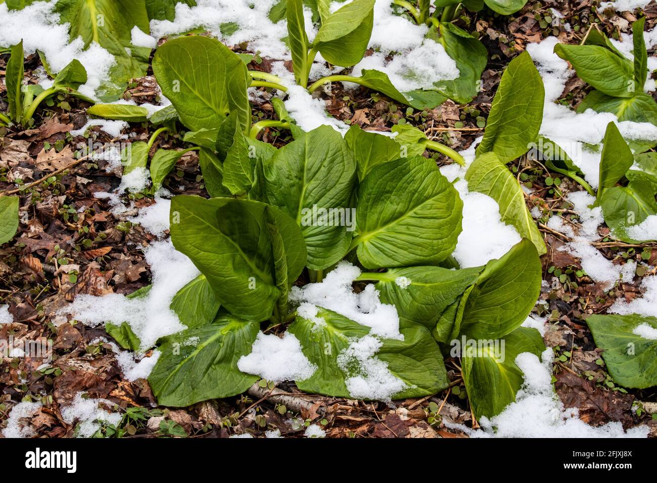Skunk cabbage wilting in the snow on the forest floor Stock Photo