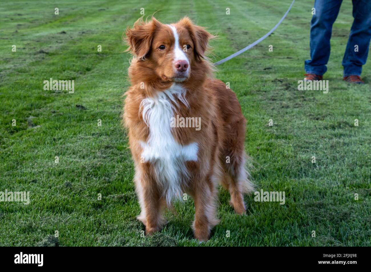 Nova Scotia Duck Tolling Retriever staring intensely at something in the distance while on leash with man's legs in the background Stock Photo