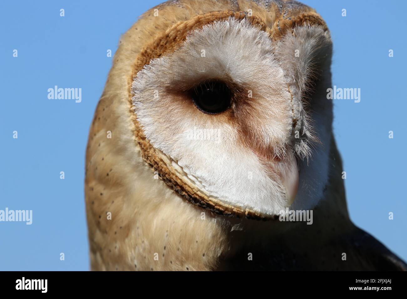 Barn owl bird of prey face close-up against blue background Stock Photo