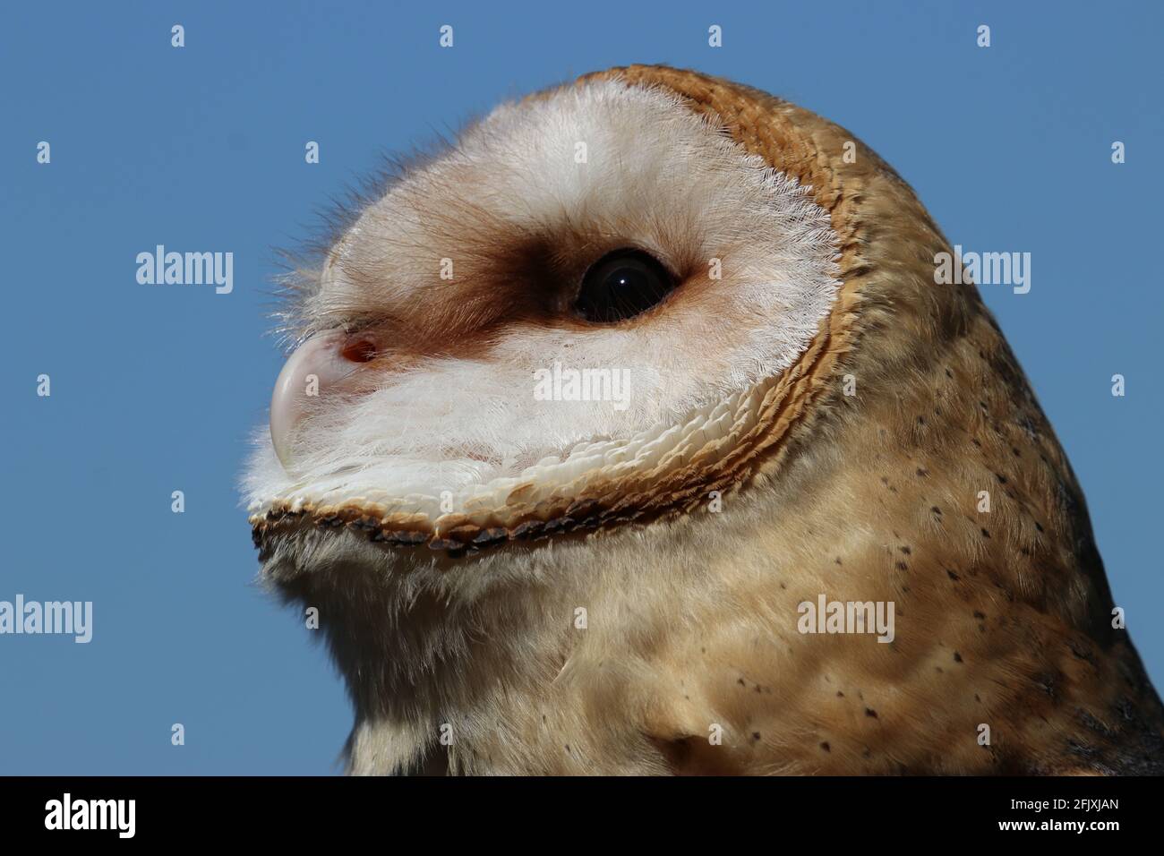 Barn owl head close-up looking up against bright blue sky Stock Photo