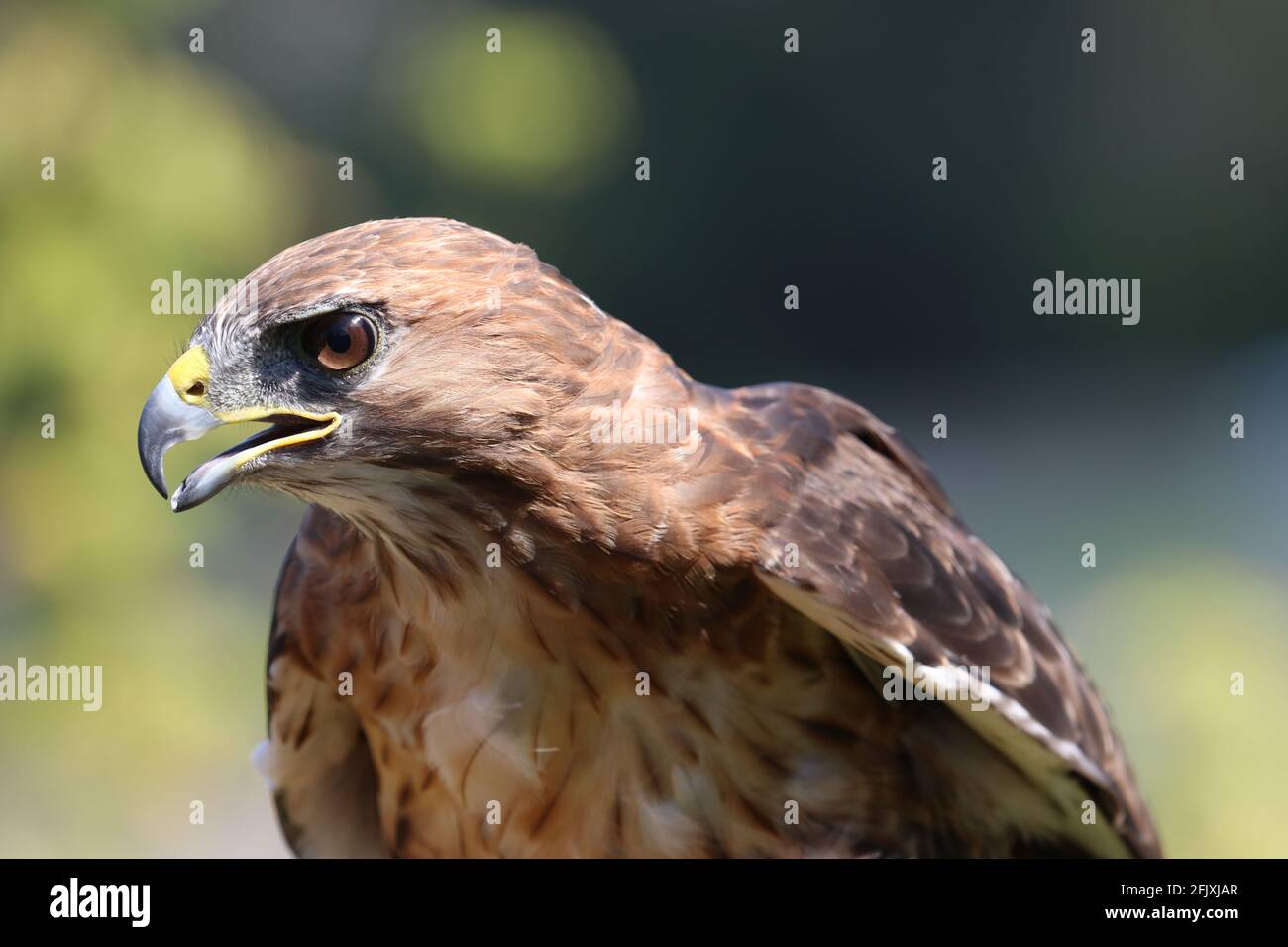 Red-tailed Hawk bird of prey side profile close-up Stock Photo