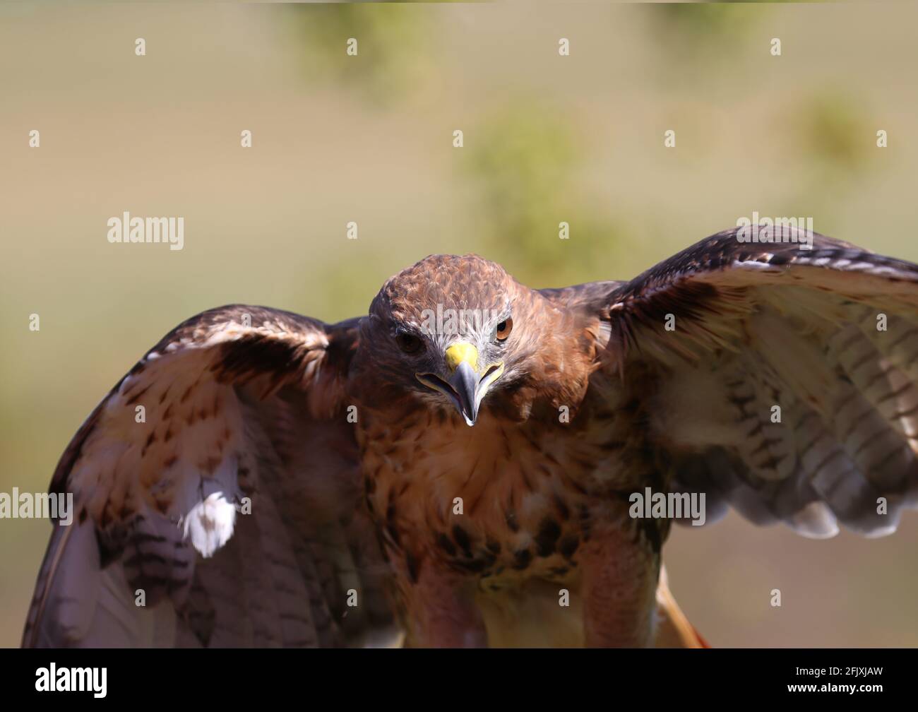 Red-tailed hawk majestic bird of prey with wings spread looking at camera Stock Photo