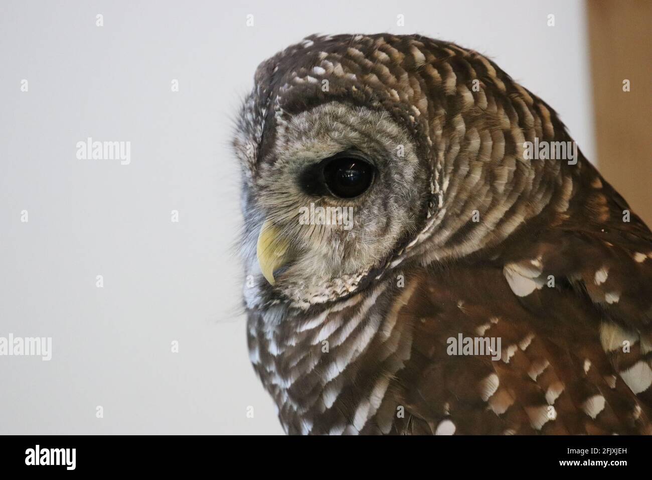 Barred owl looking to the side close-up of head Stock Photo