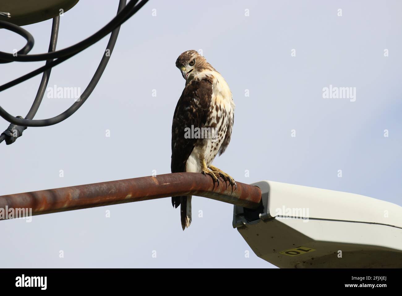 Bird of prey red-tailed hawk perched on lamp and watching Stock Photo