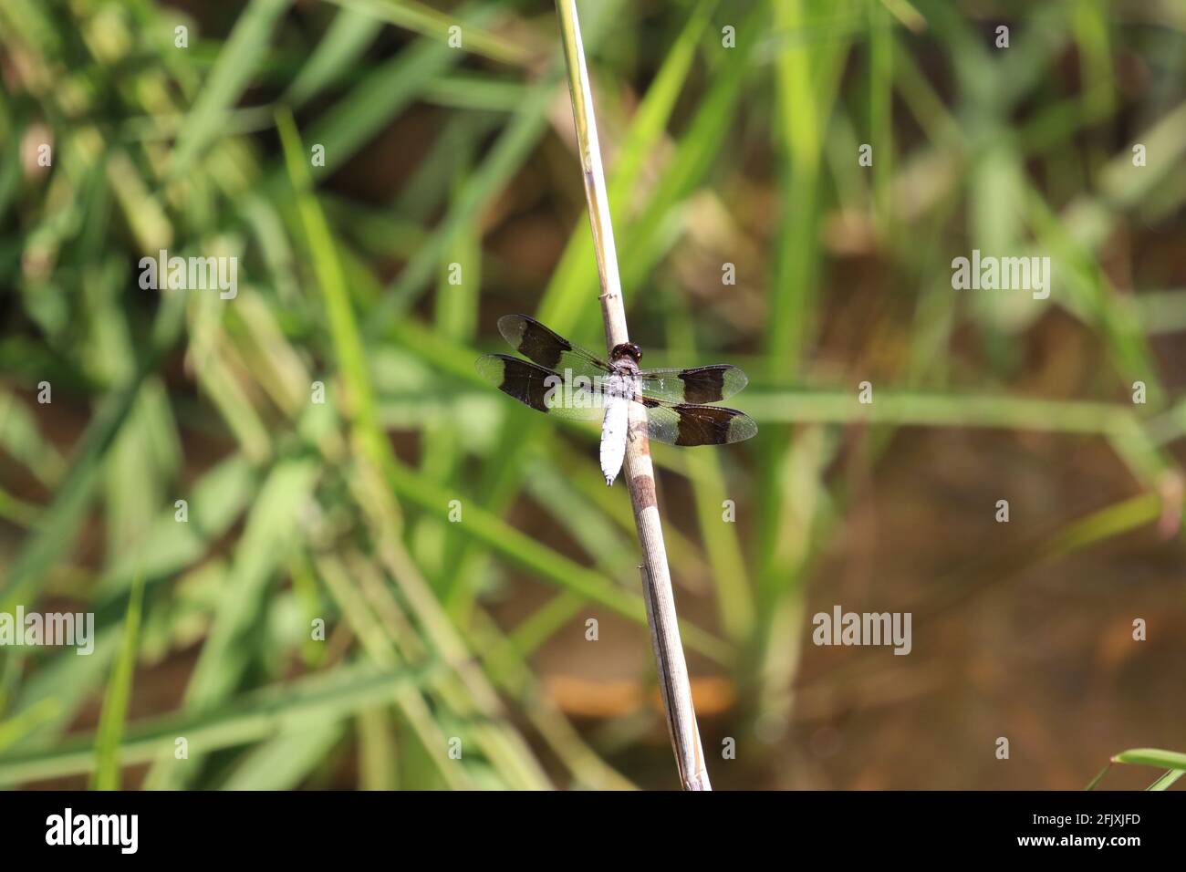 Dragonfly with black stripes on wings perched on twig Stock Photo