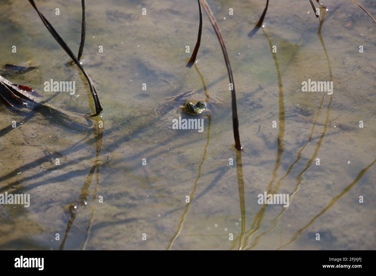 Frog's eyes looking above water in shallow pond Stock Photo