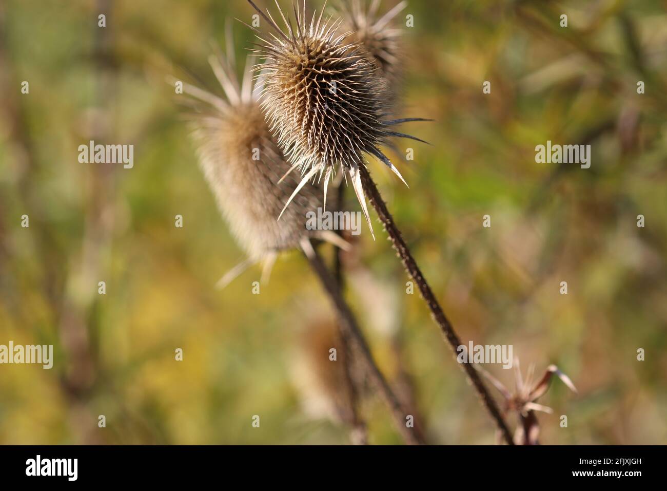 Thistle dried seed pod group outdoors Stock Photo