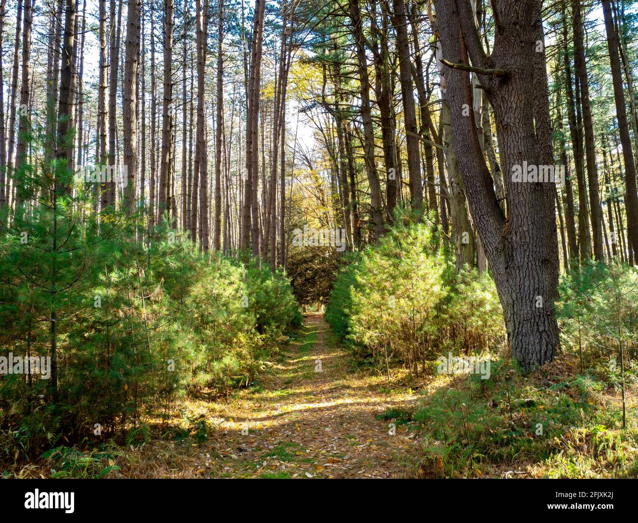 Cook Forest State Park in the fall near Clarion Pennsylvania with the baby pine trees and fallen leaves and a blue sky popping through the background. Stock Photo