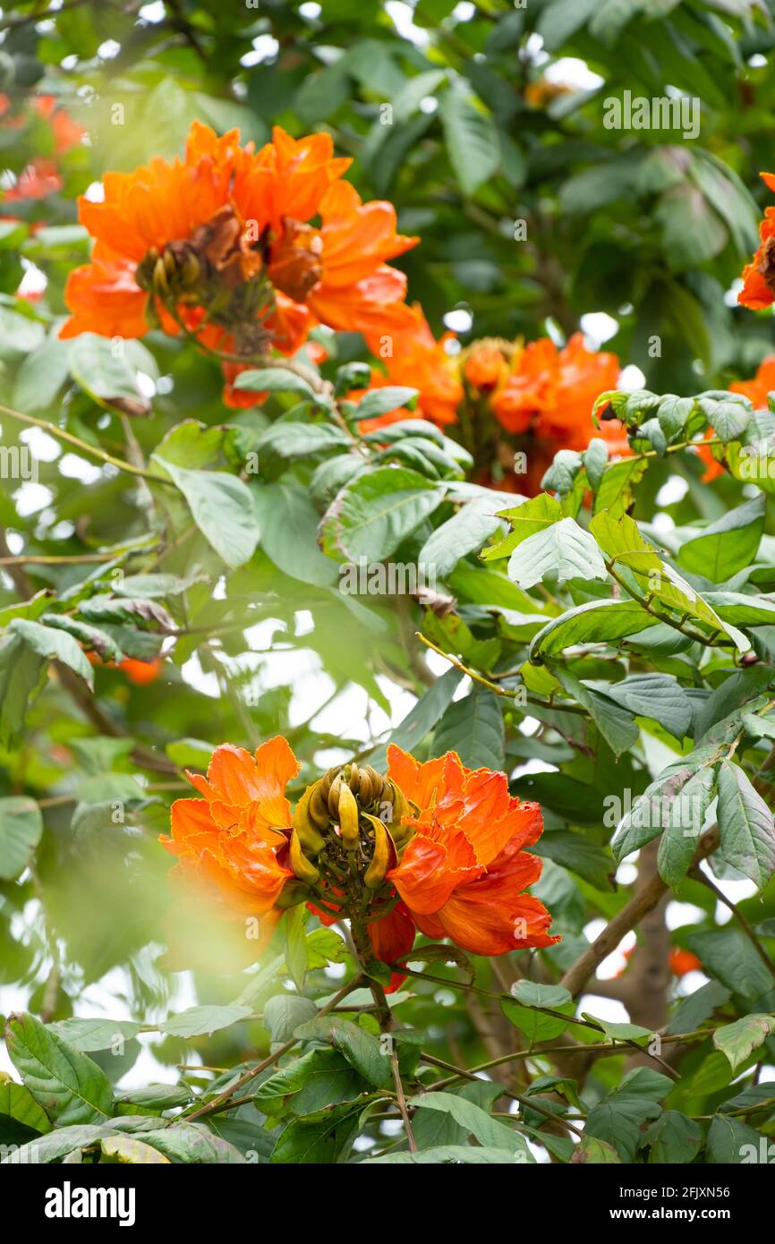 beautiful blooming African tulip tree or Spathodea campanulata vertical