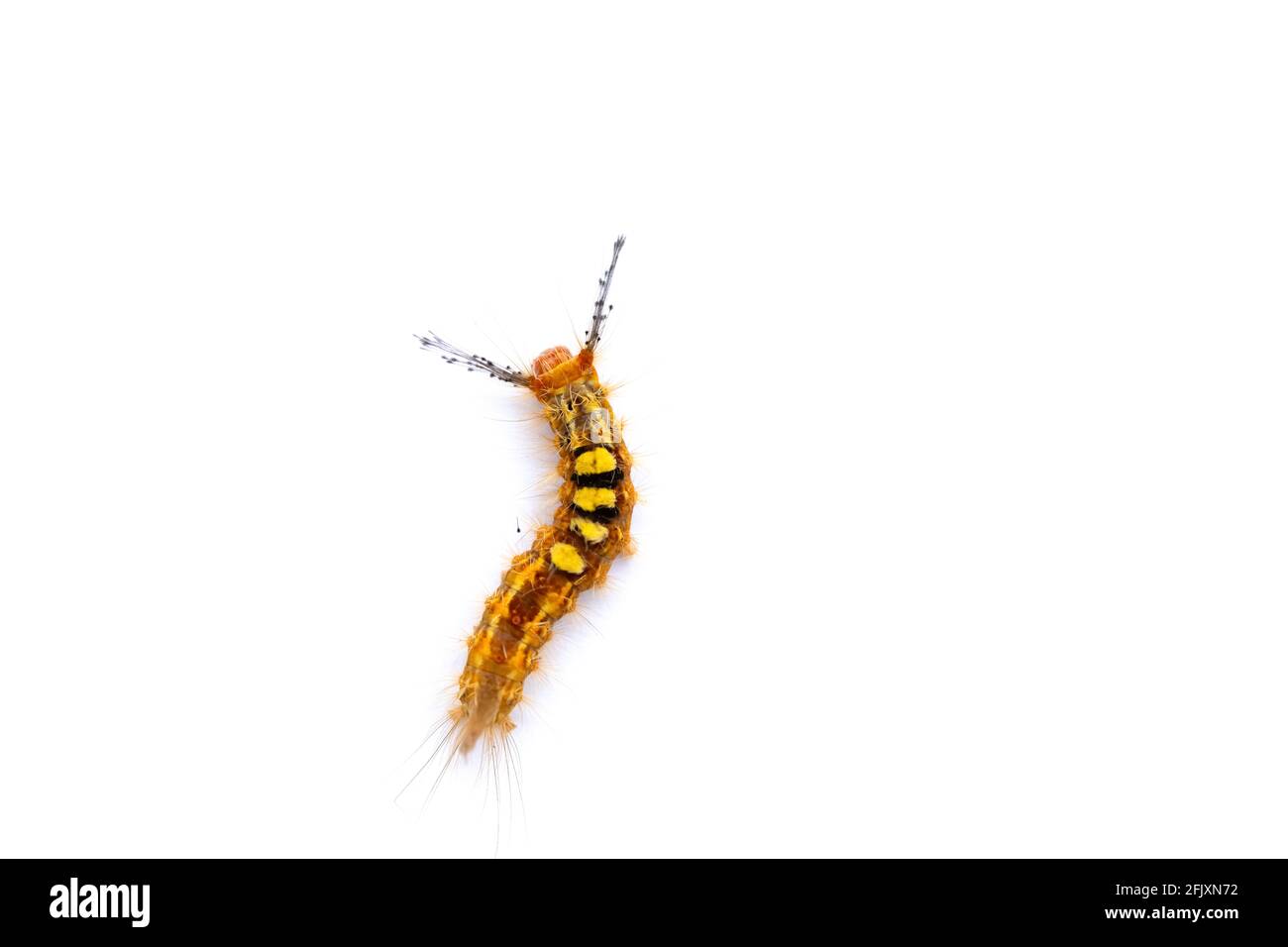 caterpillar on a white background Stock Photo - Alamy