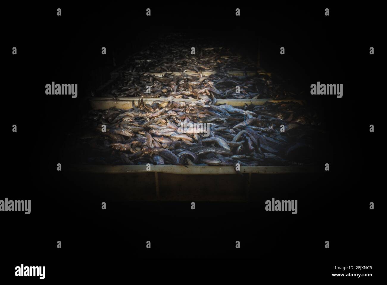 Collection of large quantity of fish in the fish containers ready to export isolated on black. Stock Photo