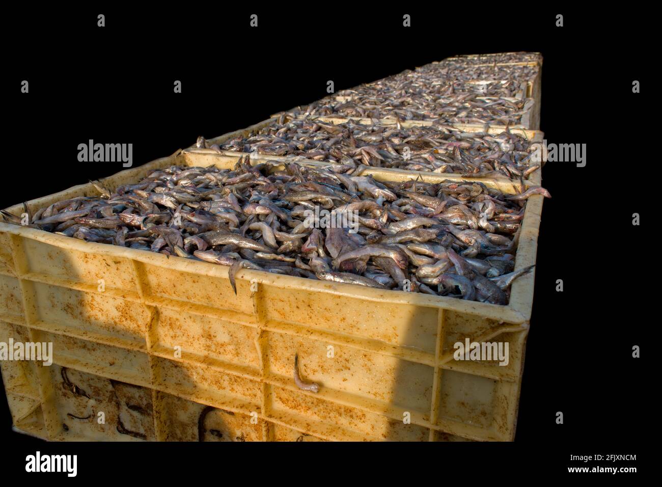 Collection of large quantity of fish in the fish containers ready to export isolated on black. Stock Photo