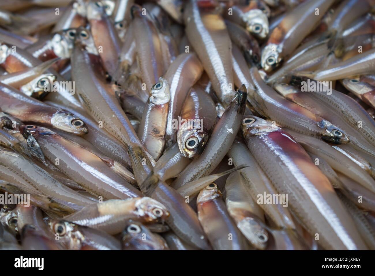 Close-up shot of anchoviella lepidentostole brazilian fish for sale in Mangalore harbour, India Stock Photo