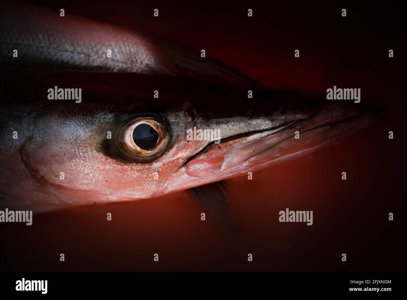 Close-up shot of obtuse barracuda fish head region. Stock Photo