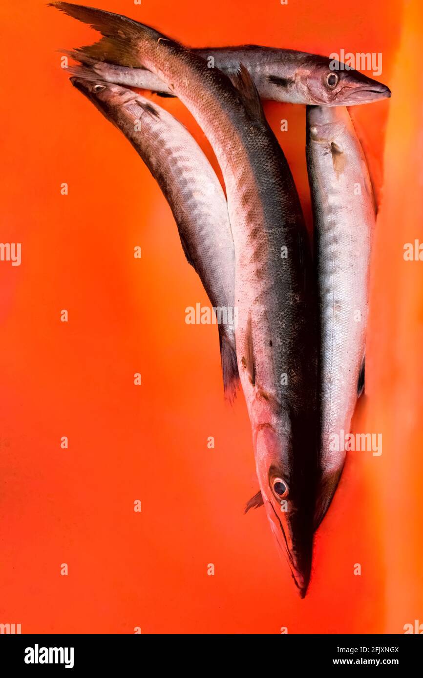 Group of barracuda fish isolated on orange background. Stock Photo