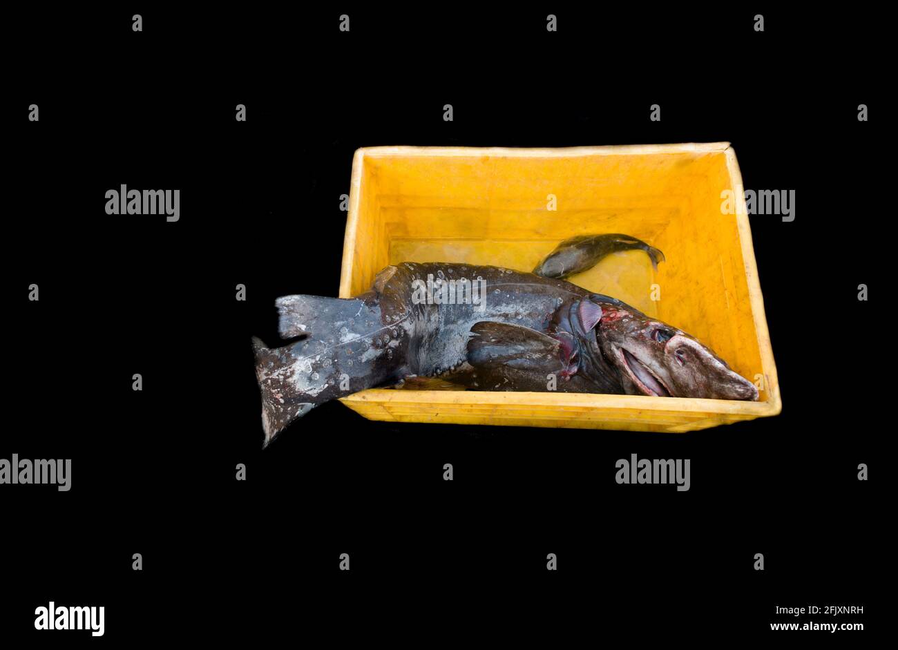 Deep sea fish kept on a crate isolated on black. Stock Photo