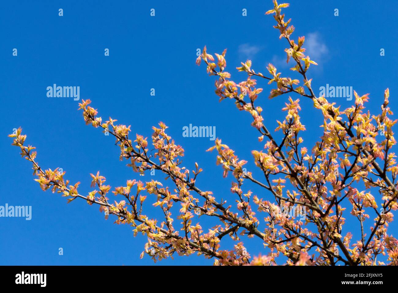 Field Maple Acer campestre cultivar 'Carnival' Stock Photo
