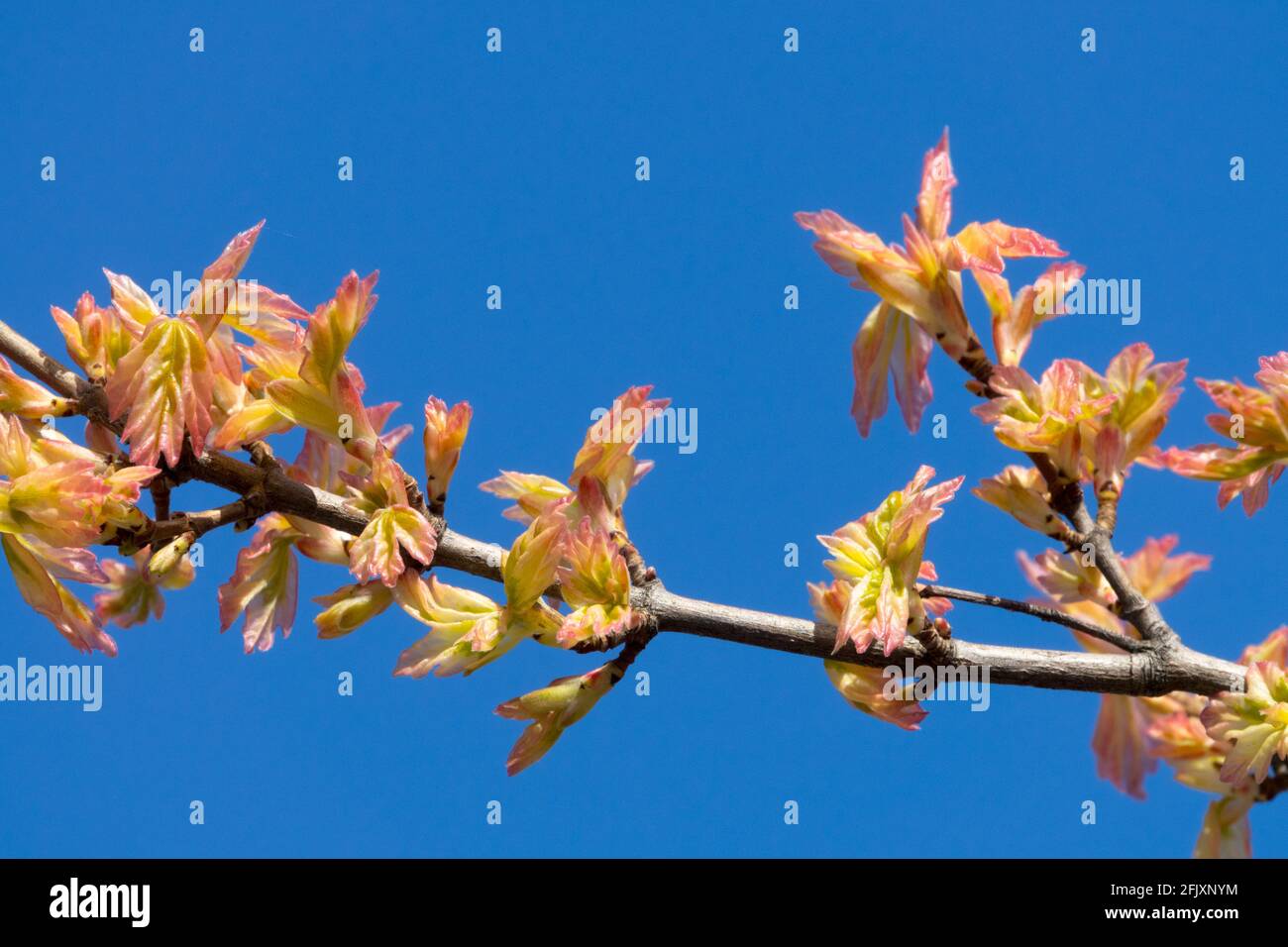 Field Maple Acer campestre "Carnival" Sprouting leaves Stock Photo