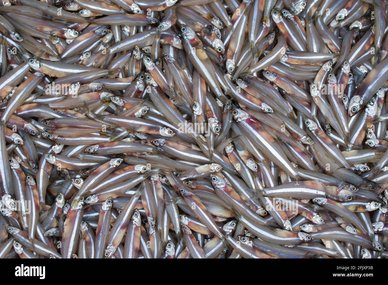 Anchoviella lepidentostole fish background, brazilian fish for sale in the market, Mangalore harbour,India. Stock Photo