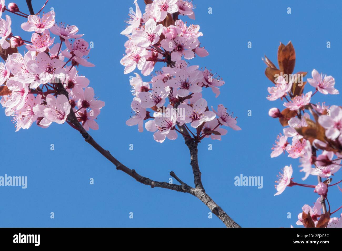 Prunus cerasifera Nigra close up flower Cherry Plum Myrobalan Stock Photo