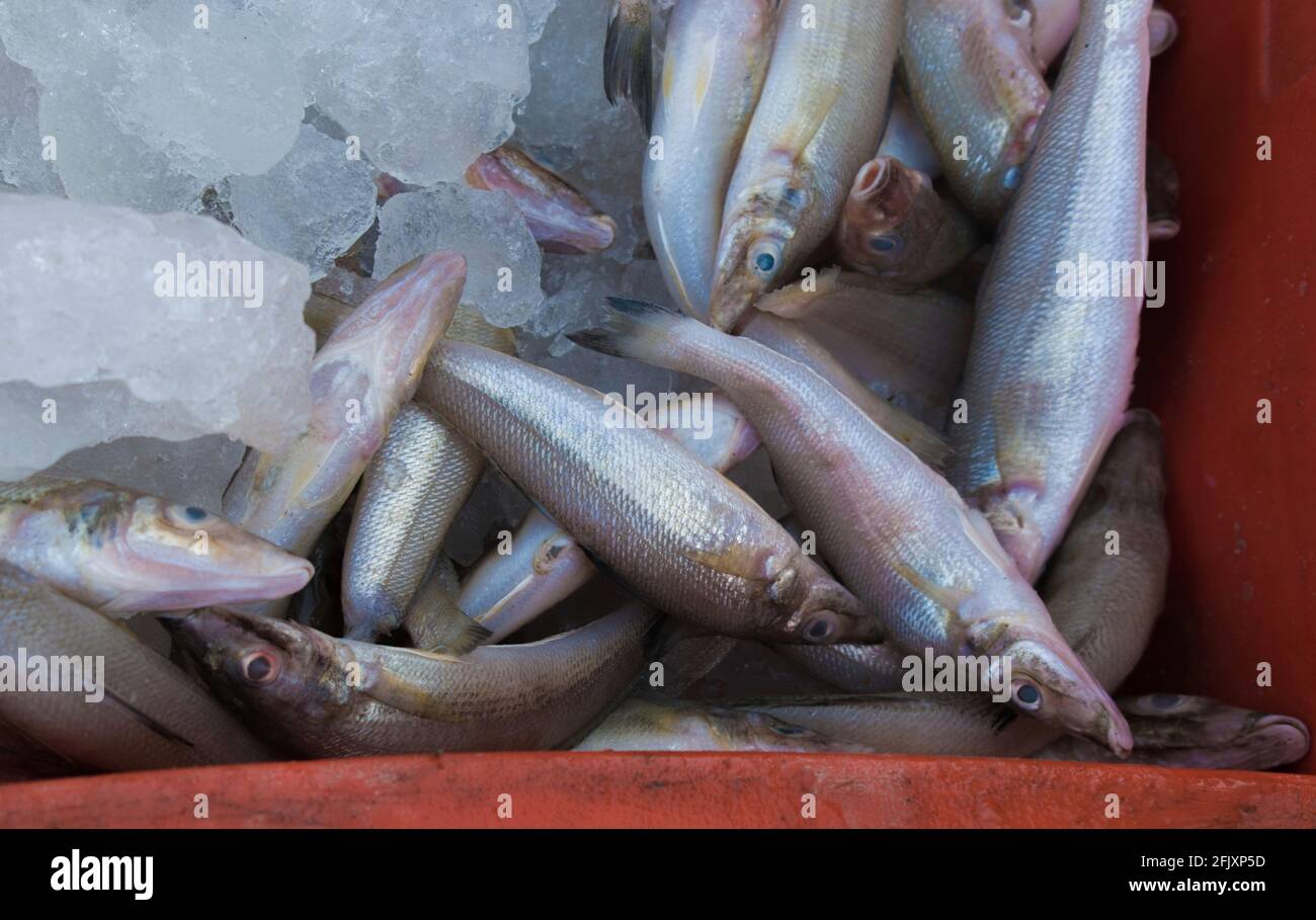The northern whiting, Sillago sihama (also known as the silver whiting and sand smelt) fish kept on fish crate with ice. Stock Photo
