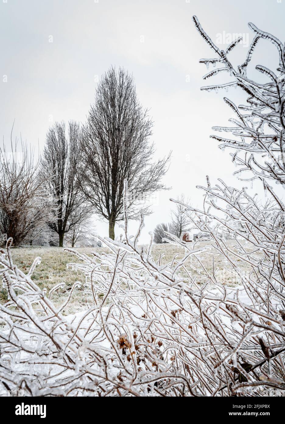 Trees covered in ice after ice storm in Central Kentucky Stock Photo
