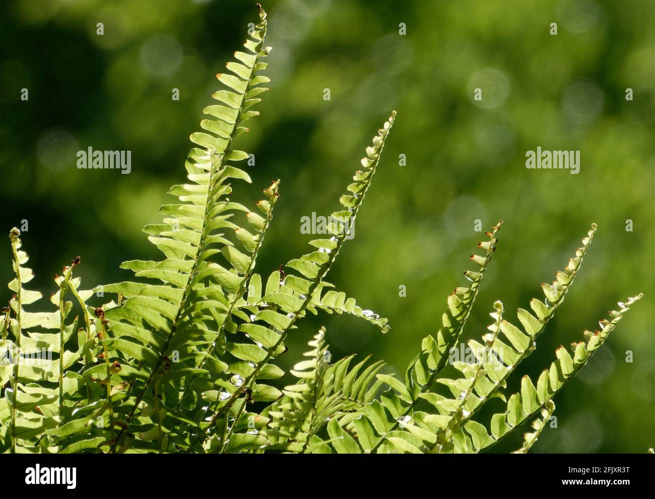 Garden fern leaves hi-res stock photography and images - Alamy