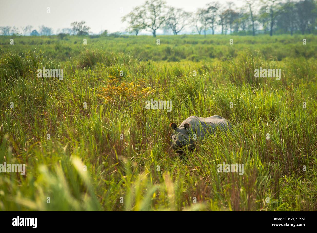 One-horned rhino in the grassland of northeast India. Rhinos in Kaziranga National Park in the state of Assam, India. Stock Photo