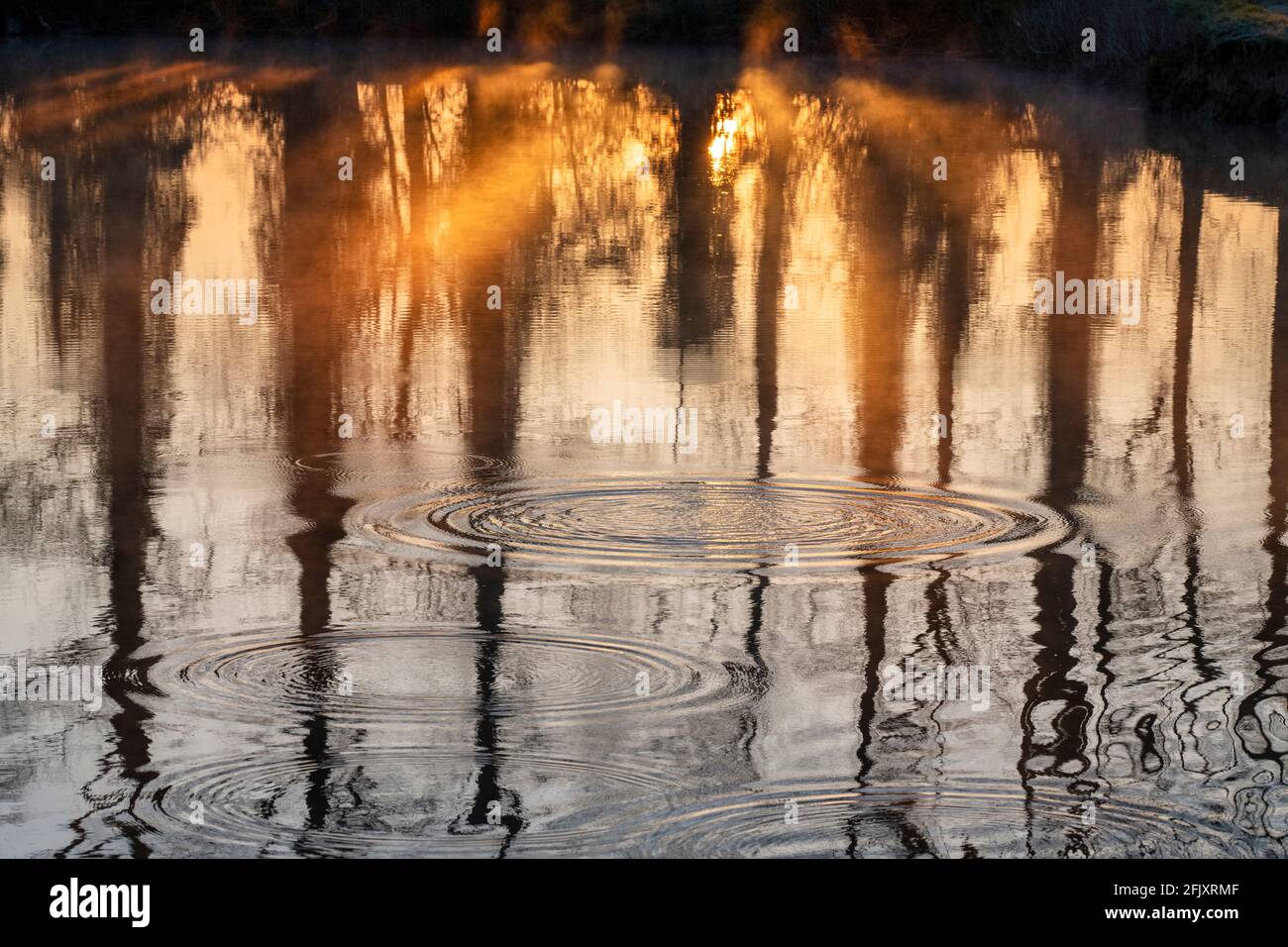 Misty sunrise ripples with trees reflecting in the river thames. Buscot, Cotswolds, Oxfordshire, England Stock Photo