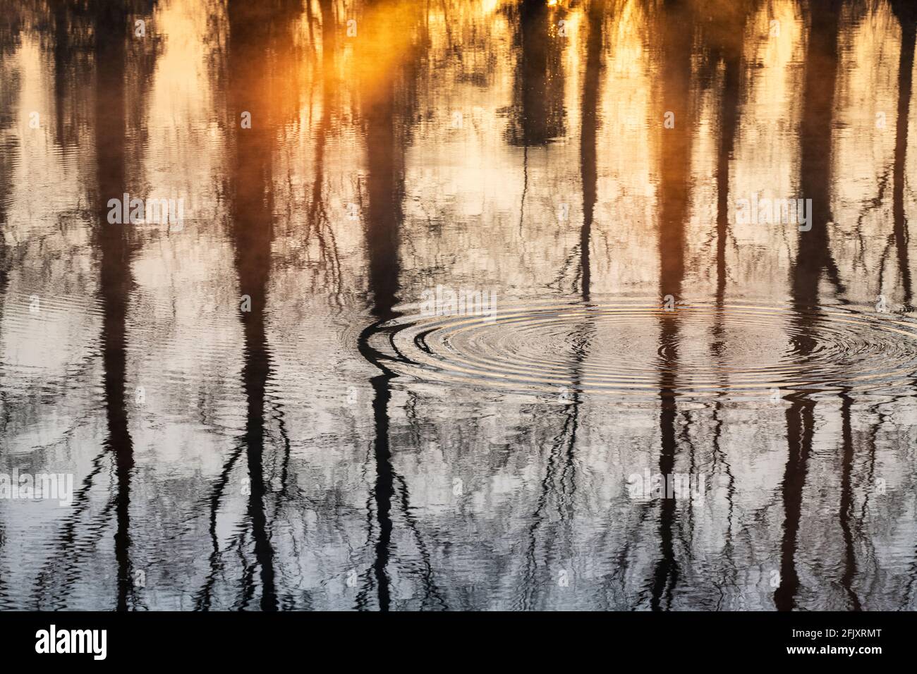 Misty sunrise ripples with trees reflecting in the river thames. Buscot, Cotswolds, Oxfordshire, England Stock Photo