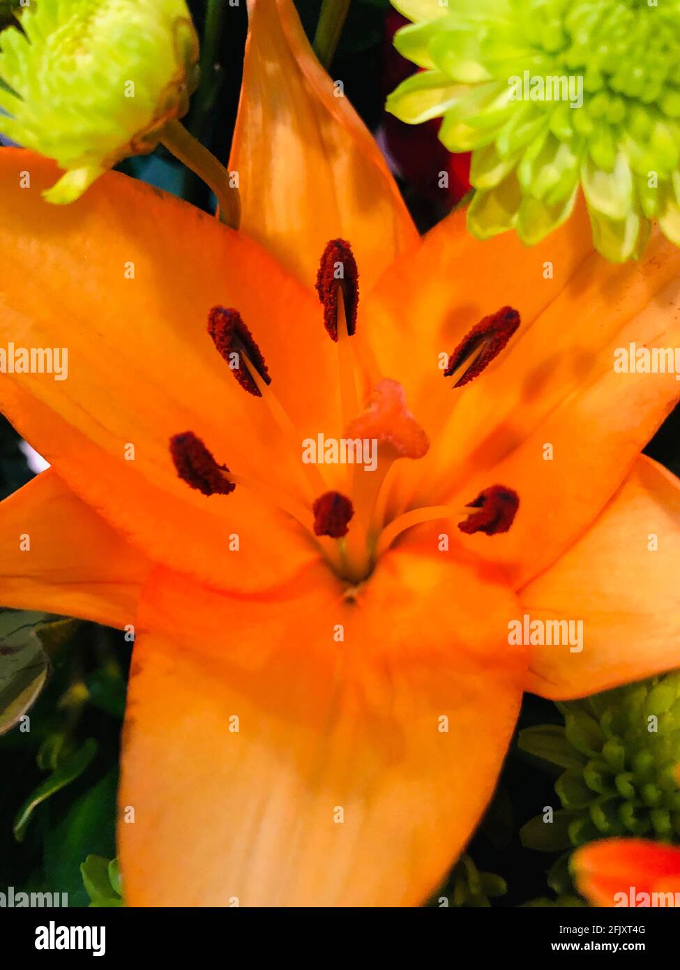 Plants, animals and nature Stock Photo Alamy