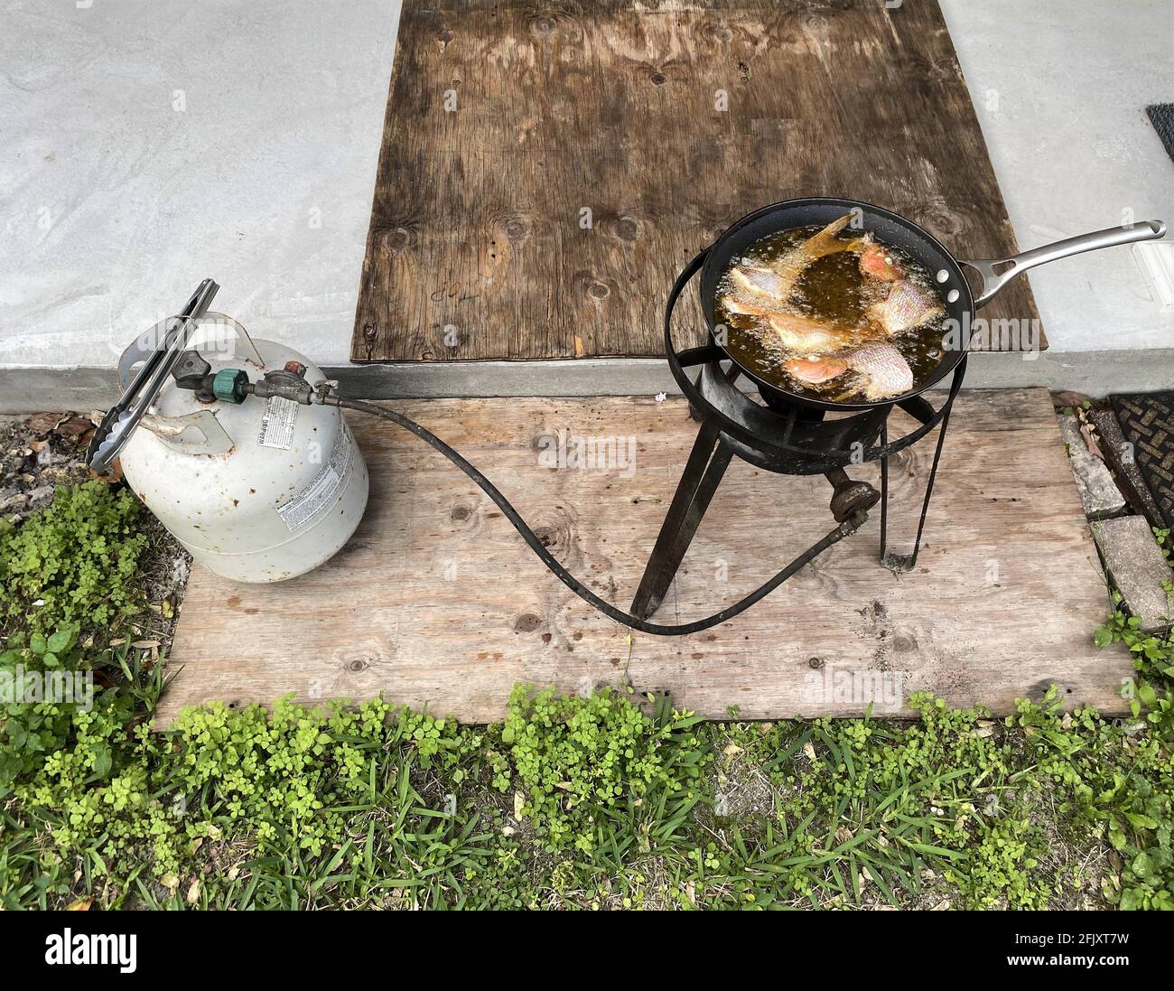 Frying fish in a frying pan with oil in an outdoor setting, for dinner. A propane tank is used to heat the oil and cook the trout. Stock Photo