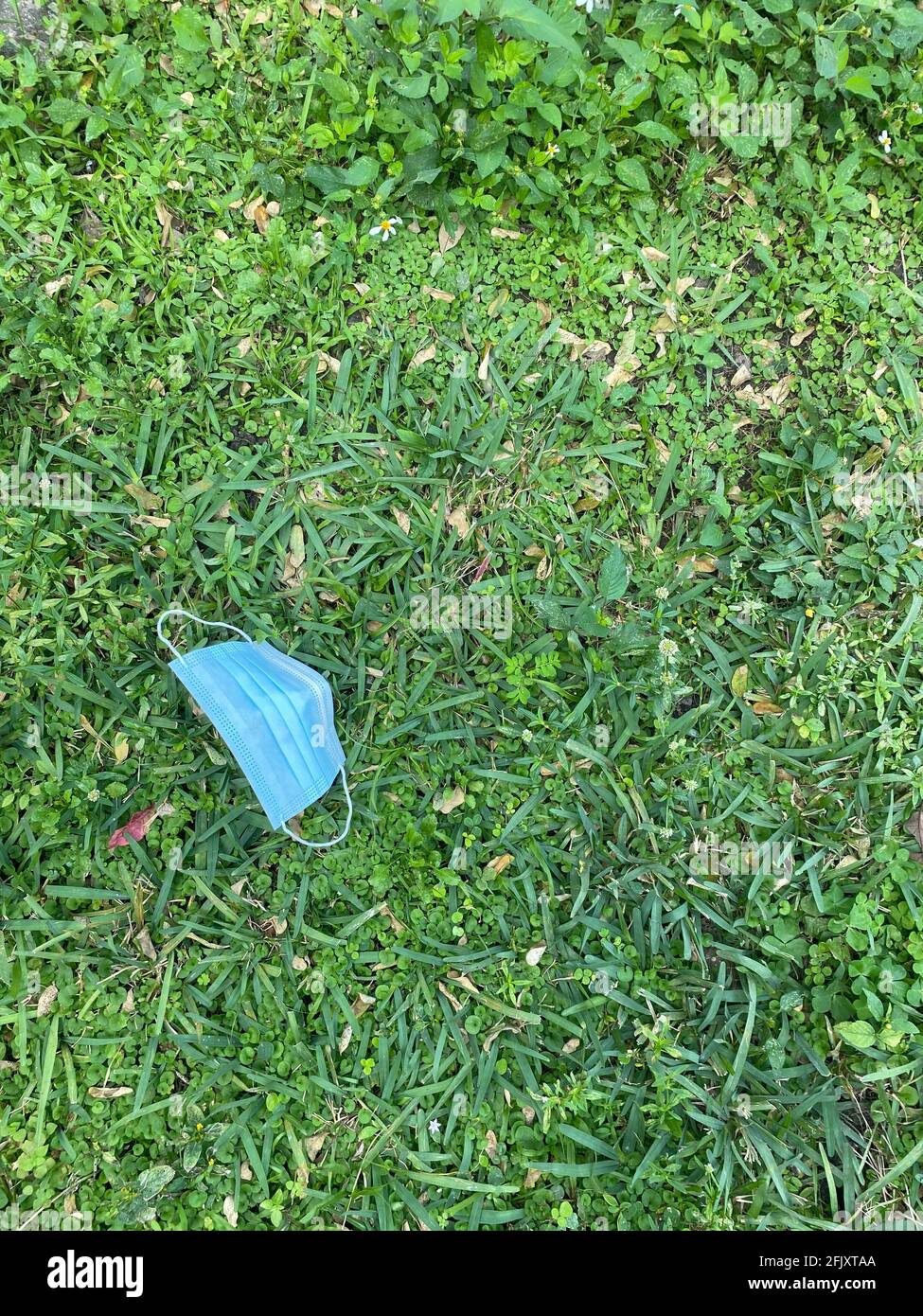 Used face medical mask from a coronavirus patient left on grass in the park spreading germs and viruses infection harming people's respiratory system. Stock Photo