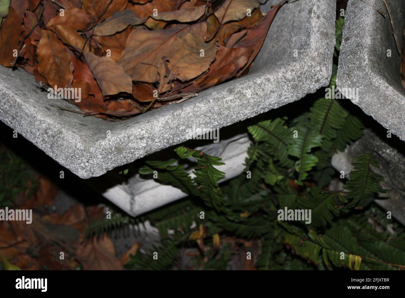 Bunches of brown fall leaves in the dark, inside a large stone decorative bowl, outdoors with leaves. Stock Photo