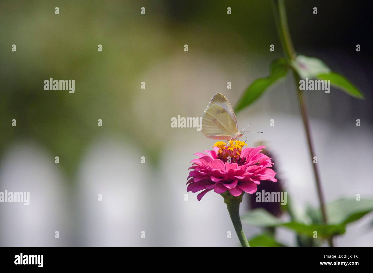 Illinois Butterflies on backyard flowers Stock Photo
