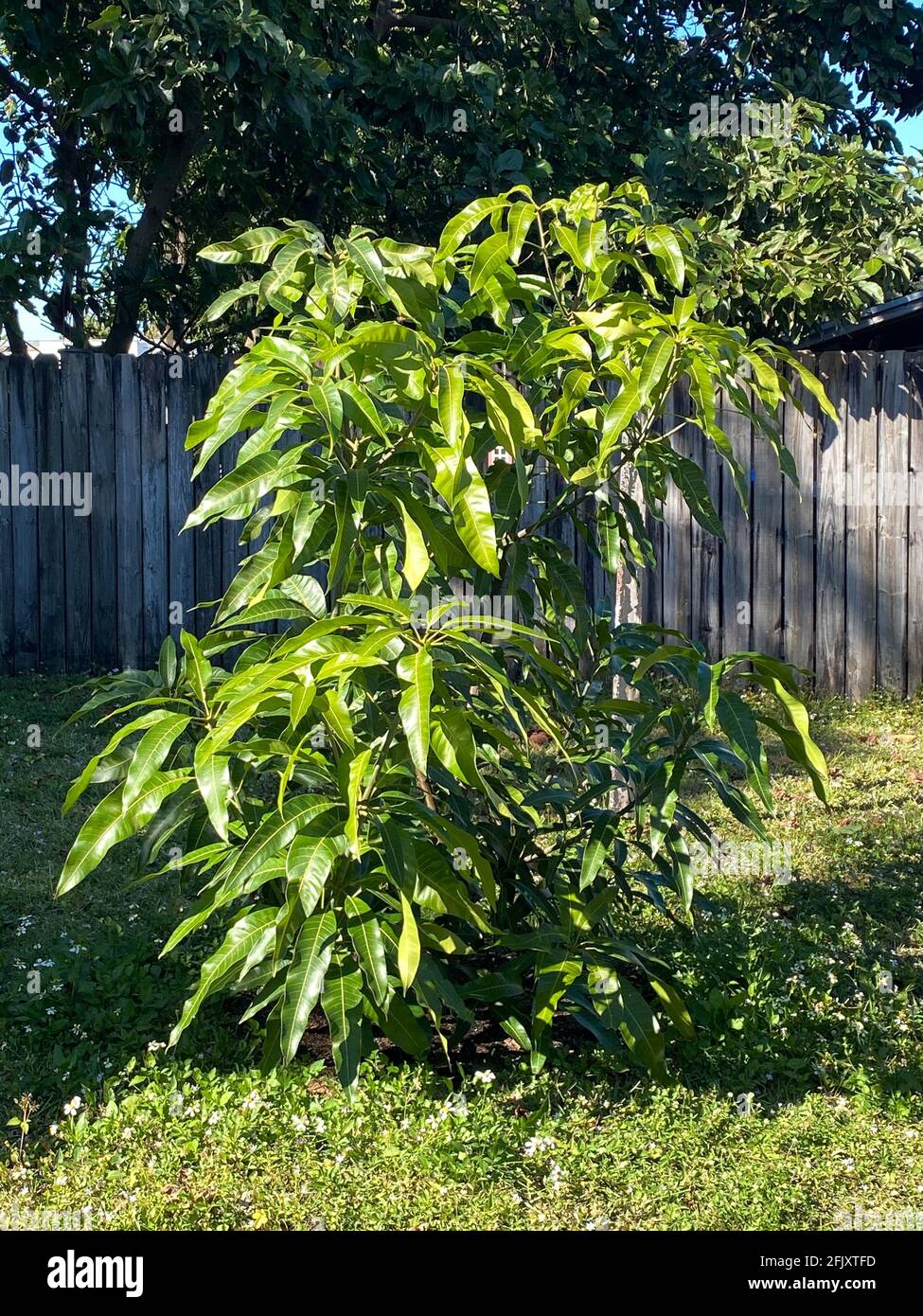 Young and small mango tree that is growing. Mango leaves, young shoots of mango trees. Fresh leaves on the tree. Stock Photo