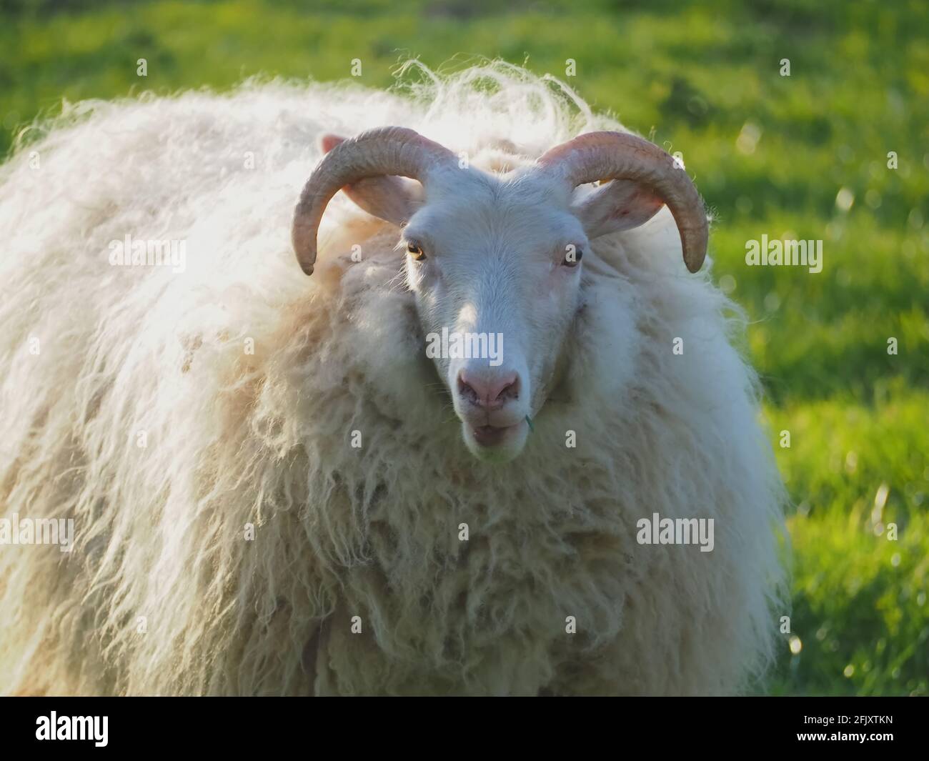 Male goat long curved horns hi-res stock photography and images - Alamy