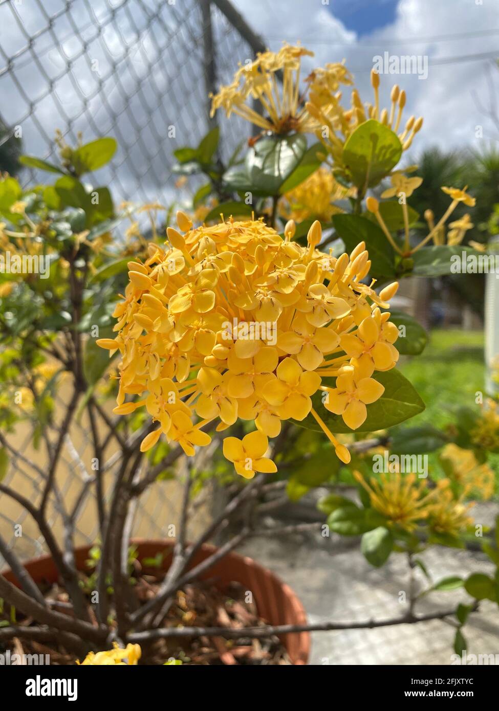beautiful yellow Ixoroideae flowers. Garden flowering plant Ixora. It is a genus of flowering plants in the family Rubiaceae. Plant of Ixora coccinea Stock Photo