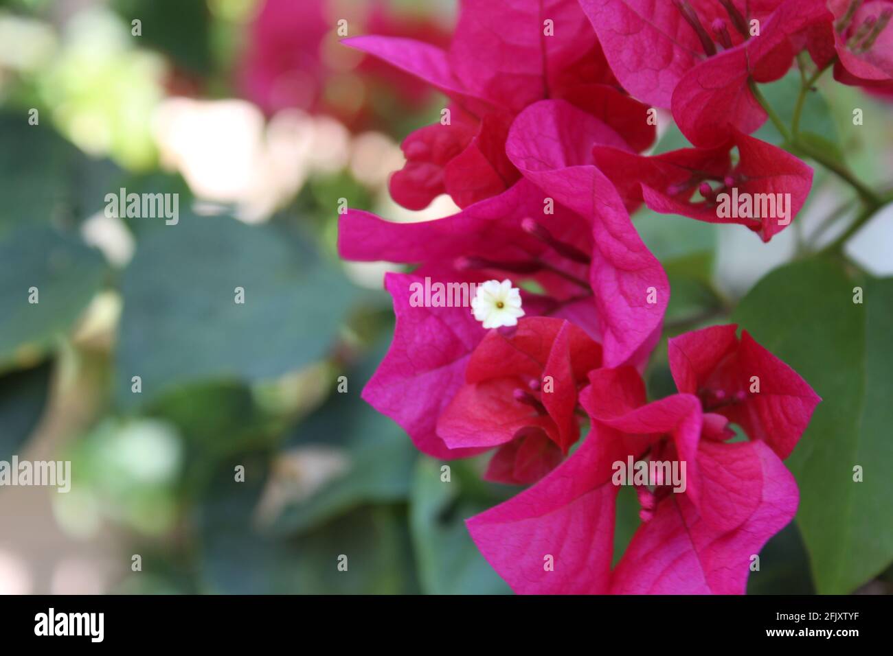 Beautiful Bougainvillea flowers in full bloom during the Spring time. Close up with pollen center. Background blur. Stock Photo