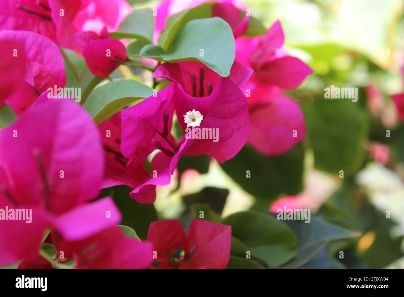 Beautiful Bougainvillea flower in full bloom during the Spring time. Close up with pollen center. Background blur. Stock Photo